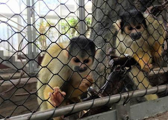 까만 산화물 가동 가능한 SS 새장 밧줄 메시 그물세공 다이아몬드에 의하여 길쌈되는 유형