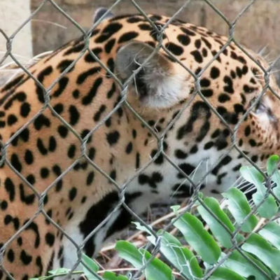 304 316 316L 스테인리스 스틸 와이어 로프 동물원 울타리 망