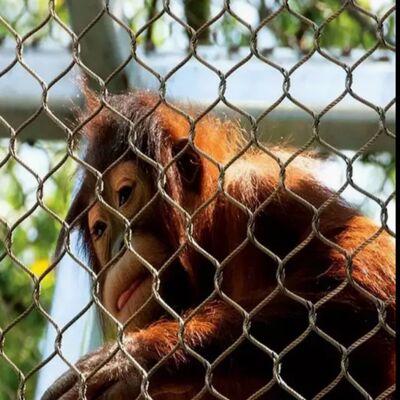 부식 저항 철 로프 망 보호 망 안전 프로젝트에 적합