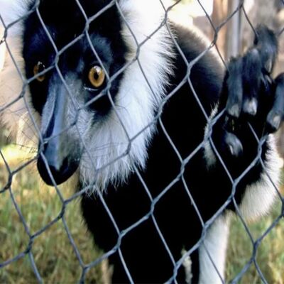 Flexible Woven Stainless Steel Wire Rope Cable Mesh For Zoo Enclosure net