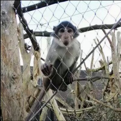 316 유연한 스테인레스 스틸 X 동물원 격리 안전 울타리를위한 텐드 케이블 맷