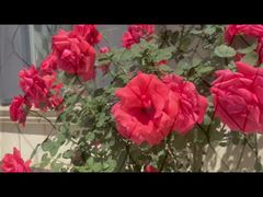 검정색 도금 스테인레스 스틸 케이블 메쉬